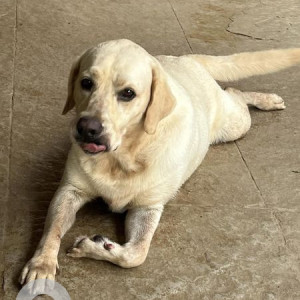 Found: White Male Labrador Dog from Bon Voyage Hostel,  Badem near Thalassa