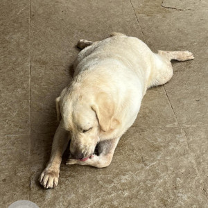 Found: White Male Labrador Dog from Bon Voyage Hostel,  Badem near Thalassa-2