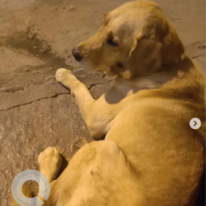 A Brown Labrador Retriever Dog Found from 15th Main, 1st cross, Indiranagar, near Xero Degrees-2