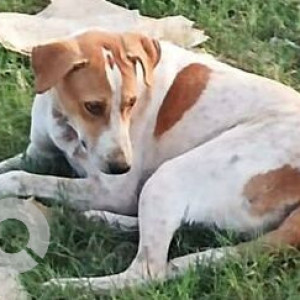 Found: White-Brown Mix Male Indie Dog from Sector 3 Play Ground Of Charkop Kandivali West