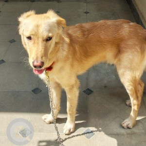 Found: Brown Male Golden Retriever Dog from Kadubesanahalli, Bangalore