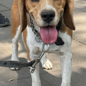 Found: White-Brown Mix Female Beagle Dog from FC road, Deccan area-2