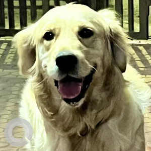 Missing: White Female Golden Retriever Dog from Vetal Tekdi near Arai parking