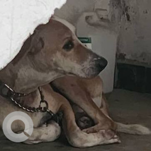 Found: White-Brown Mix Male Indie Dog from Karapakkam area-2