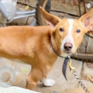 Missing: Brown Male Indie Dog from Devi kuppam, valasaravakkam kari kadai-3