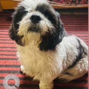 Missing: Black and White Female Shih Tzu Dog from Shahi Biryani Restaurant near Trimulgherry-2