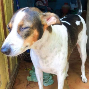 A Black and White Indie Dog Missing from Abiramapuram, Chennai