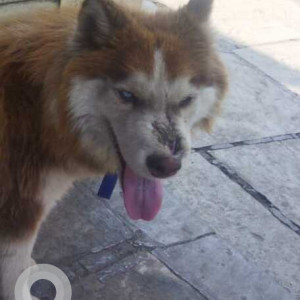 Found: White-Brown Mix Male Husky Dog from Katraj
