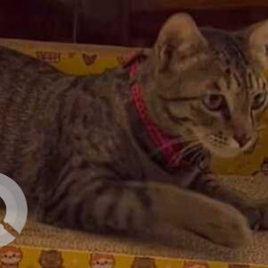 Missing: White and Grey Female Indie Cat from Gurgaon, Faridabad Toll-2