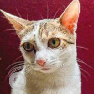 Missing: White Female Indie Cat from Sector 3, Kharghar