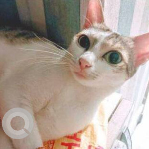Missing: White Female Indie Cat from Sector 3, Kharghar-2