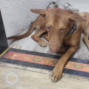 Missing: Brown Male Indie Dog from Shivshambho nagar area in Katraj, Pune-2