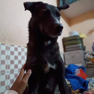 Missing: Black Male Indie Dog from Soniya Vihar Pusta 2-2