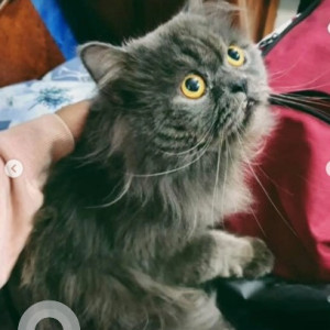 A Black Persian Cat Missing from HSR Layout, Bengaluru-2