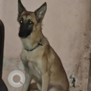 A Black and Brown German Shepherd Dog Found from Chitlapakkam, Chennai