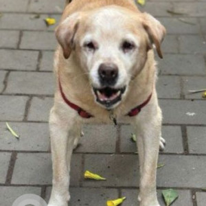 A White-Brown Mix Labrador Dog Missing from Rathna Avenue, Richmond Road, Ashok Nagar, Bengaluru, Karnataka, 560025, India