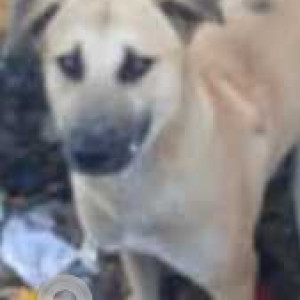 Missing: White Male Indie Dog from Pune-2