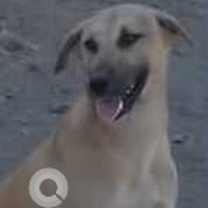 Missing: White Male Indie Dog from Pune-3