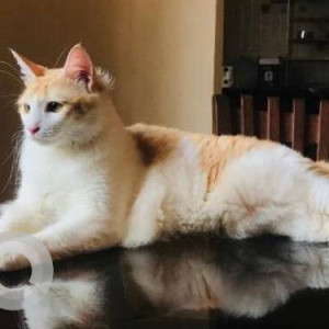 A White-Brown Mix Indie Cat Missing from Coutinho Vaddo, Anjuna-2