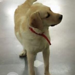 A White Labrador Dog Found from Sector 26A, Gurugram-2