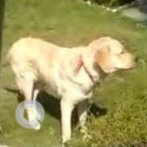 A White Labrador Dog Found from Sector 26A, Gurugram-3