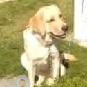 A White Labrador Dog Found from Sector 26A, Gurugram