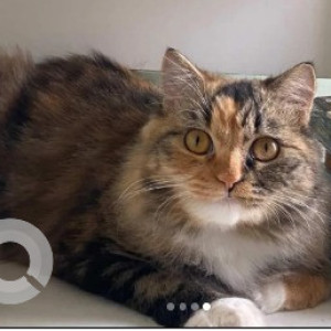 A White-Brown Mix Persian Calico Cat Missing from Richmond Town, Bengaluru-2