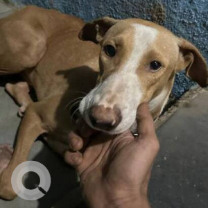 Missing: White-Brown Mix Male Indie Dog from Ulwe, Belapur side