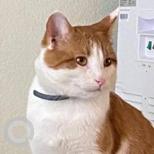 Missing: Orange Male Tabby Cat from Strawberry Way & Longstraw Dr