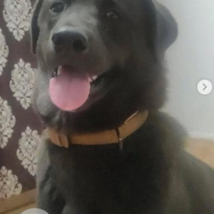 A Black Indie Dog Missing from Vijaya Nagar, Bengaluru-3
