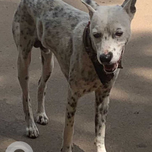 Found: Black and White Male Indie Dog from Sanjay Nagar