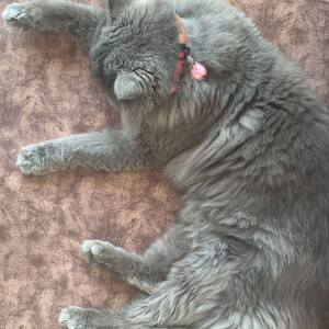 Missing: Grey Male Persian Cat from Prisma City Society Jandhpur road, Sector 124-2
