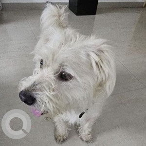 Found: White Male Pomeranian Dog from Shiva Temple, Pimple Saudagar