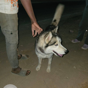 Found: Black and White Male Husky Dog from Kannur, Bengaluru-2