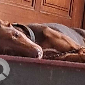 A Black and Brown Indie Dog Found from Zone 9 Teynampet, Chennai