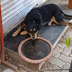 Missing: Black and Brown Female Indie Dog from Petrol pump opposite E-Square on Pune University Road-2