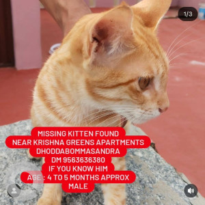 A Orange Ginger cat Cat Found from Narayana Nagara, Bengaluru