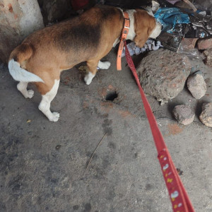 Found: White-Brown Mix Male Beagle Dog from St. Cecilia school, Vikas Puri-3