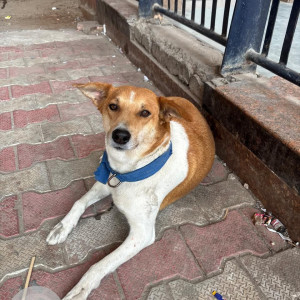 Found: White-Brown Mix Male Indie Dog from Uttam Nagar metro station gate no- 1