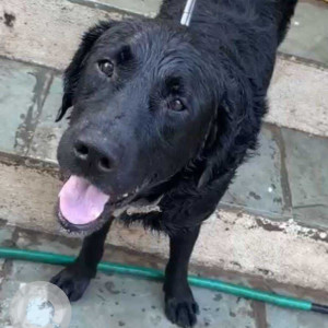 Missing: Black Male Indie Dog from Khalad, Saswad road-3