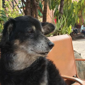 Missing: Black and Brown Male Indie Dog from Guruwar Peth Pune