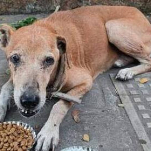 Light Brown Male Indie Dog is Missing from 5th road Khar West Mumbai