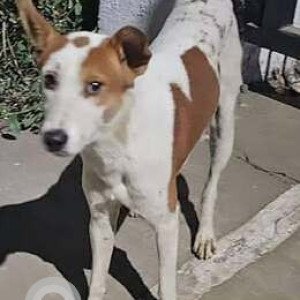 Missing: White-Brown Mix Male Indie Dog from Sector 18 Kharghar