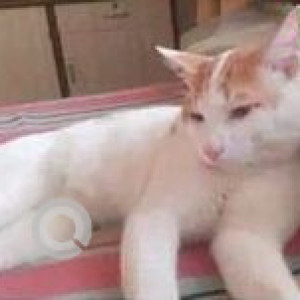 White-Brown Mix Female Indie Cat is Missing from Kharghar, Sector 11, Navi Mumbai-2