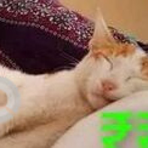 White-Brown Mix Female Indie Cat is Missing from Kharghar, Sector 11, Navi Mumbai-3