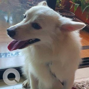 Found: White Male Pomeranian Dog from Tharwani Riviera in Kharghar Sector 35