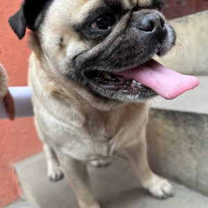 Found: White Male Pug Dog from kharikobot-2