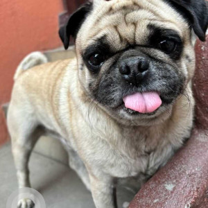 Found: White Male Pug Dog from kharikobot