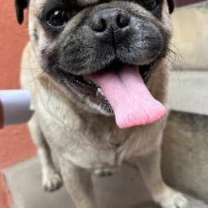 Found: White Male Pug Dog from kharikobot-3