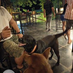 Found: Black Female Labrador Dog from Opoço at Anjuna Mazzal Wado-2
